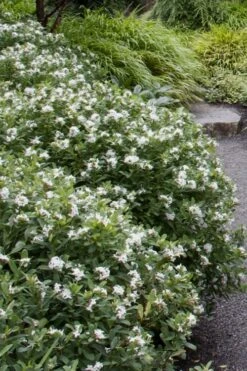 Jim's Pride White Summer Daphne - Daphne X Transatlantica - 3 Gallon Pot -Stylish Garden Plant Store daphne jims pride 1