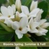 Jim's Pride White Summer Daphne - Daphne X Transatlantica - 3 Gallon Pot -Stylish Garden Plant Store daphne jims pride 15