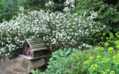 Jim's Pride White Summer Daphne - Daphne X Transatlantica - 3 Gallon Pot -Stylish Garden Plant Store daphne jims pride 3