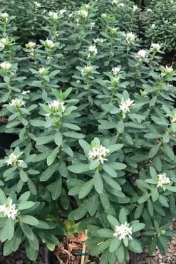 Jim's Pride White Summer Daphne - Daphne X Transatlantica - 3 Gallon Pot -Stylish Garden Plant Store daphne jims pride 7