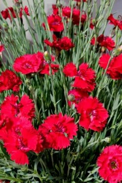 Fire Star Dianthus (Carnation) - 1 Gallon Pot -Stylish Garden Plant Store dianthus fire star 2