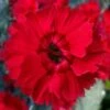 Fire Star Dianthus (Carnation) - 1 Gallon Pot -Stylish Garden Plant Store dianthus fire star cottage pinks 100