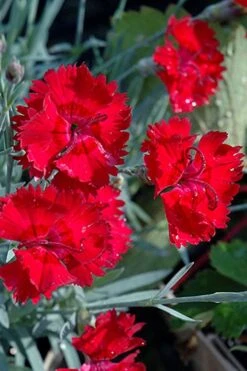 Fire Star Dianthus (Carnation) - 1 Gallon Pot -Stylish Garden Plant Store dianthus fire star cottage pinks 101