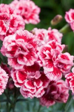 Scent First 'Sugar Plum' Dianthus (Carnation) - 5 Pack Of Quart Pots -Stylish Garden Plant Store dianthus scent first sugar plum 1