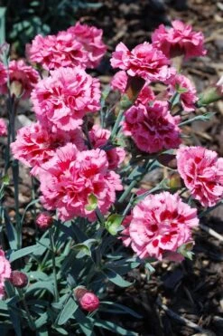 Scent First 'Sugar Plum' Dianthus (Carnation) - 5 Pack Of Quart Pots -Stylish Garden Plant Store dianthus scent first sugar plum 7