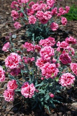 Scent First 'Sugar Plum' Dianthus (Carnation) - 5 Pack Of Quart Pots -Stylish Garden Plant Store dianthus scent first sugar plum 8