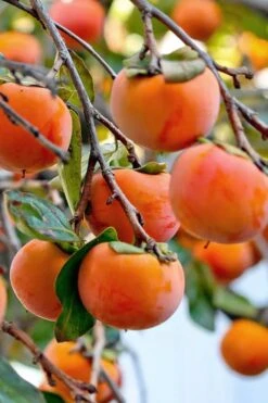Fuyu Persimmon Tree - 3 Gallon Pot -Stylish Garden Plant Store diospyros kaki fuyu persimmon tree 3 1