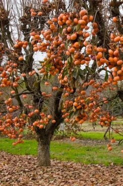 Fuyu Persimmon Tree - 3 Gallon Pot -Stylish Garden Plant Store diospyros kaki fuyu persimmon tree 5 1