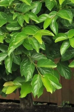 Fuyu Persimmon Tree - 3 Gallon Pot -Stylish Garden Plant Store diospyros kaki fuyu persimmon tree 6 1