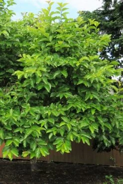 Fuyu Persimmon Tree - 3 Gallon Pot -Stylish Garden Plant Store diospyros kaki fuyu persimmon tree 7 1