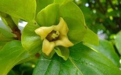 Fuyu Persimmon Tree - 3 Gallon Pot -Stylish Garden Plant Store diospyros kaki fuyu persimmon tree 9 1