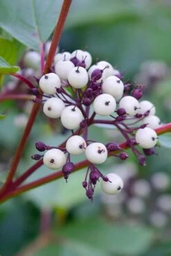 Red Osier Red Twig Dogwood (Cornus Sericea) - 2 Gallon Pot -Stylish Garden Plant Store dogwood red osier 500x750 1