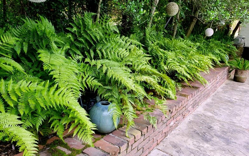 Autumn Brilliance Fern (Dryopteris Erythrosora) - 6 Pack Of 1 Gallon Pots 9 Autumn Brilliance Fern (Dryopteris Erythrosora) - 6 Pack Of 1 Gallon Pots - Image 7