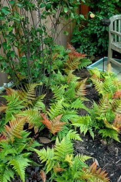 Autumn Brilliance Fern (Dryopteris Erythrosora) - 2.5 Quart Pot -Stylish Garden Plant Store dryopteris erythrosora autumn brilliance fern 11