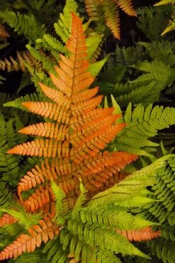 Autumn Brilliance Fern (Dryopteris Erythrosora) - 6 Pack Of 1 Gallon Pots 13 Autumn Brilliance Fern (Dryopteris Erythrosora) - 6 Pack Of 1 Gallon Pots -Stylish Garden Plant Store dryopteris erythrosora autumn brilliance fern 2 3