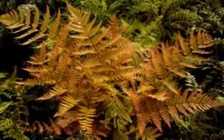 Autumn Brilliance Fern (Dryopteris Erythrosora) - 2.5 Quart Pot -Stylish Garden Plant Store dryopteris erythrosora autumn brilliance fern 3