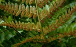 Autumn Brilliance Fern (Dryopteris Erythrosora) - 6 Pack Of 1 Gallon Pots 15 Autumn Brilliance Fern (Dryopteris Erythrosora) - 6 Pack Of 1 Gallon Pots -Stylish Garden Plant Store dryopteris erythrosora autumn brilliance fern 4 3