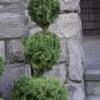 Poodle Tier Dwarf Alberta Spruce 3 Ball Topiary (3-Ball) - 3 Gallon Pot 1 Poodle Tier Dwarf Alberta Spruce 3 Ball Topiary (3-Ball) - 3 Gallon Pot -Stylish Garden Plant Store dwarf alberta spruce 3 ball poodle tier 12 1