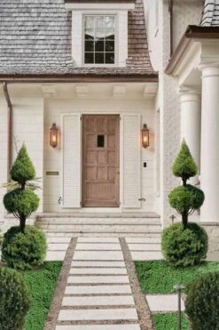 Dwarf Alberta Spruce 2-Ball Cone Topiary - 5 Gallon Pot -Stylish Garden Plant Store dwarf alberta spruce 3 ball poodle tier with pyramid1