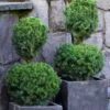 Poodle Tier Dwarf Alberta Spruce Topiary (2-Ball) - 2 Gallon Pot -Stylish Garden Plant Store dwarf alberta spruce two ball poodle tier topiary 1