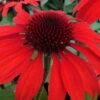 Panama Red Coneflower (Echinacea) - 1 Gallon Pot -Stylish Garden Plant Store echinacea panama red coneflower 1