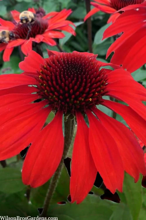 Panama Red Coneflower (Echinacea) - 1 Gallon Pot 3 Panama Red Coneflower (Echinacea) - 1 Gallon Pot
