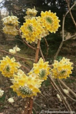 Edgeworthia Chrysantha - Paper Bush - 5 Gallon Pot 18 Edgeworthia Chrysantha - Paper Bush - 5 Gallon Pot -Stylish Garden Plant Store edgeworthia chrysantha 200