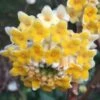 Edgeworthia Chrysantha - Paper Bush - 5 Gallon Pot -Stylish Garden Plant Store edgeworthia chrysantha 201