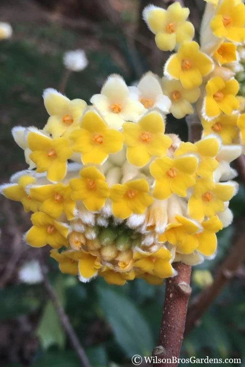 Edgeworthia Chrysantha - Paper Bush - 5 Gallon Pot 3 Edgeworthia Chrysantha - Paper Bush - 5 Gallon Pot