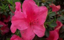 Autumn Carnival Encore Azalea - 1 Gallon Pot -Stylish Garden Plant Store encore azalea autumn carnival