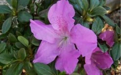 Autumn Lilac Encore Azalea - 2 Gallon Pot -Stylish Garden Plant Store encore azalea autumnlilac