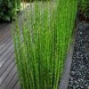 Horsetail Reed Grass - Equisetum Hyemale - 1 Gallon Pot -Stylish Garden Plant Store equisetum hyemale horsetail reedgrass 100