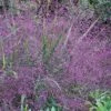 Purple Lovegrass - Eragrostis Spectabilis - 6 Pack Of 1 Gallon Pots -Stylish Garden Plant Store eragrostis spectabilis purple lovegrass 1