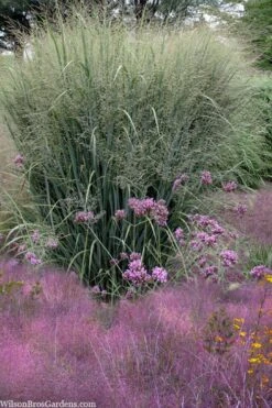 Purple Lovegrass - Eragrostis Spectabilis - 6 Pack Of 1 Gallon Pots -Stylish Garden Plant Store eragrostis spectabilis purple lovegrass 6