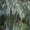 Angus Cold Hardy Eucalyptus Tree (Eucalyptus Nicholii) - 5 Gallon Pot -Stylish Garden Plant Store eucalyoptus nicholii angus 1 1