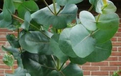 Big O Cold Hardy Eucalyptus Tree (Eucalyptus Neglecta) - 3 Gallon Pot -Stylish Garden Plant Store eucalyptus bigo leaves 3
