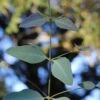 Grace Cold Hardy Eucalyptus Tree (Eucalyptus Elliptica) - 1 Gallon Pot -Stylish Garden Plant Store eucalyptus elliptica grace 1