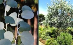 Mappa Tassie Cold Hardy Eucalyptus Tree (Eucalyptus Pauciflora) - 3 Gallon Pot -Stylish Garden Plant Store eucalyptus mappa tassie combo