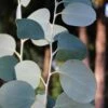 Mappa Tassie Cold Hardy Eucalyptus Tree (Eucalyptus Pauciflora) - 3 Gallon Pot -Stylish Garden Plant Store eucalyptus pauciflora mappa tassie 1
