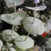 Luna Cold Hardy Eucalyptus Tree (Eucalyptus Perriniana) - 1 Gallon Pot -Stylish Garden Plant Store eucalyptus perreniana luna 1 1