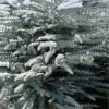 Bluey Cold Hardy Eucalyptus Tree (Eucalyptus Pulverulenta) - 5 Gallon Pot -Stylish Garden Plant Store eucalyptus pulverulenta bluey 1 1