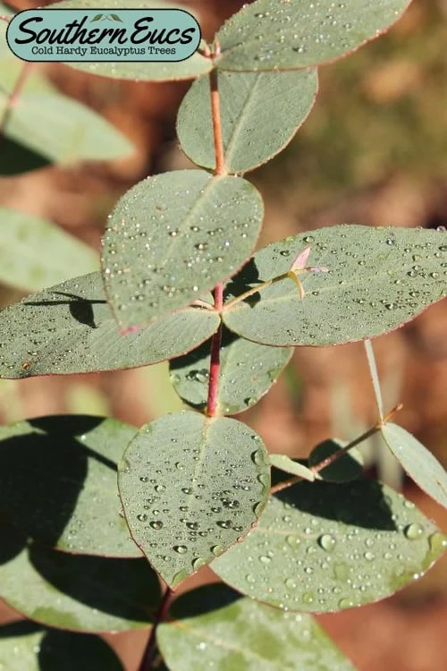 Cab Sav Cold Hardy Eucalyptus Tree (Eucalyptus Rubida) - 1 Gallon Pot 3 Cab Sav Cold Hardy Eucalyptus Tree (Eucalyptus Rubida) - 1 Gallon Pot