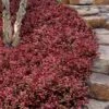 Purple Wintercreeper - Euonymus Fortunei Coloratus - 18 Count Flat Of Pint Pots -Stylish Garden Plant Store euonymus fortunei coloratus purple wintercreeper 8