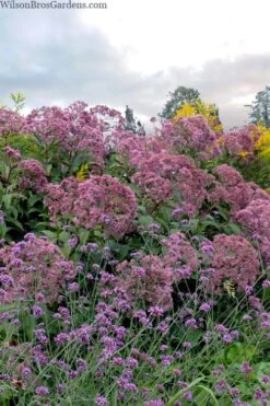 Queen Of The Prairie Hollow Stem Joe Pye Weed - 8 Pack Of 1 Gallon Pots 11 Queen Of The Prairie Hollow Stem Joe Pye Weed - 8 Pack Of 1 Gallon Pots -Stylish Garden Plant Store eupatoriadelphus fistulosa joe pye weed 15