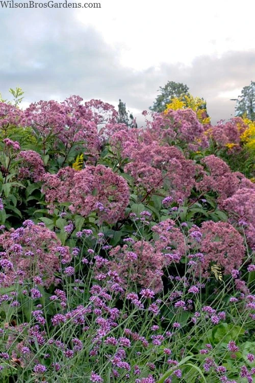 Queen Of The Prairie Hollow Stem Joe Pye Weed - 8 Pack Of 1 Gallon Pots 6 Queen Of The Prairie Hollow Stem Joe Pye Weed - 8 Pack Of 1 Gallon Pots - Image 4