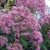 Queen Of The Prairie Hollow Stem Joe Pye Weed - 8 Pack Of 1 Gallon Pots -Stylish Garden Plant Store eupatoriadelphus fistulosa joe pye weed 16