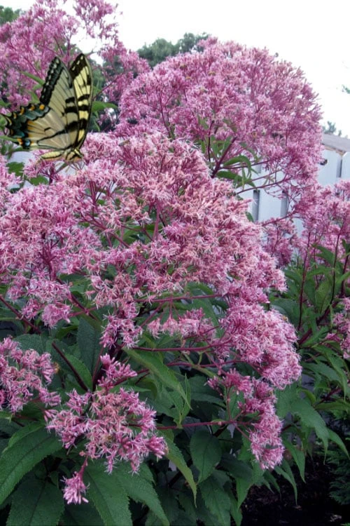 Queen Of The Prairie Hollow Stem Joe Pye Weed - 8 Pack Of 1 Gallon Pots 3 Queen Of The Prairie Hollow Stem Joe Pye Weed - 8 Pack Of 1 Gallon Pots