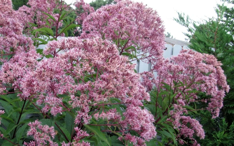 Queen Of The Prairie Hollow Stem Joe Pye Weed - 8 Pack Of 1 Gallon Pots 8 Queen Of The Prairie Hollow Stem Joe Pye Weed - 8 Pack Of 1 Gallon Pots - Image 6