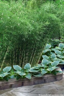 Robust Bamboo - Fargesia Robusta - 1 Gallon Pot -Stylish Garden Plant Store fargesia robusta robust clumping bamboo 103