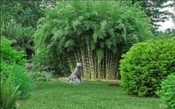 Robust Bamboo - Fargesia Robusta - 1 Gallon Pot -Stylish Garden Plant Store fargesia robusta robust clumping bamboo 105